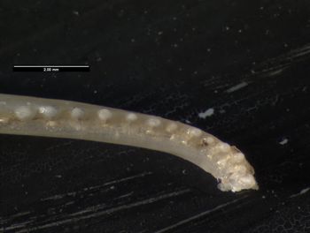 Media type: image;   Herpetology R-131690
